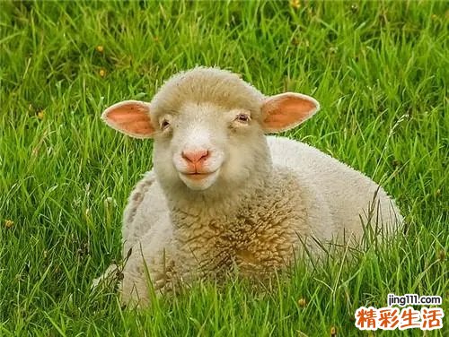 羊年男宝宝取名大全 羊年男孩取什么名字好