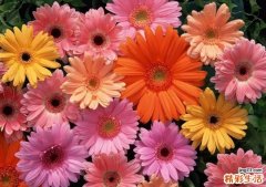 带花字的网名唯美古风 花开头三个字唯美名字