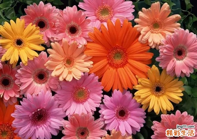 带花字的网名唯美古风 花开头三个字唯美名字