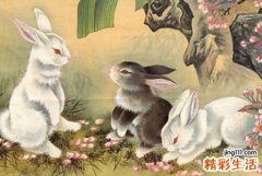 2023属兔破月是在哪个月 2022年属兔在哪个月出生最好