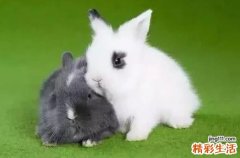 为什么不要二月的兔 属兔人几月出生最命苦