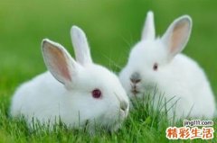 属兔人2023有哪些吉星 属兔人在2023年的整体运势如何