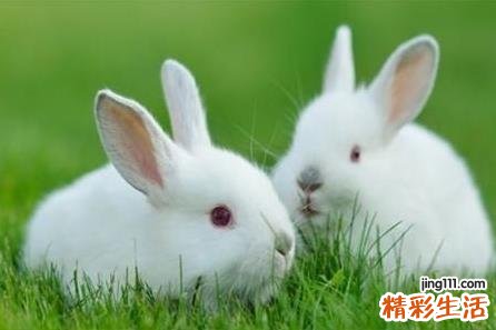 属兔人2023有哪些吉星 属兔人在2023年的整体运势如何