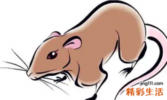 属鼠和属猪的合不合得来 属鼠和属猪的婚姻怎么样
