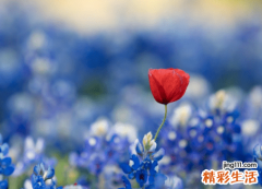 下半年运势最好的生肖 今年下半年什么生肖运势最好