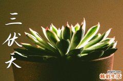 初伏是几月几号2024年 初伏2024时间表