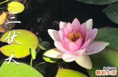 2024三伏天什么时候结束 2024三伏天是几月到几月