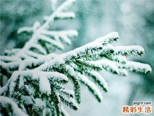 3 女贞根