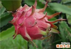 红心火龙果和白心火龙果哪个好 红心和白心火龙果的区别