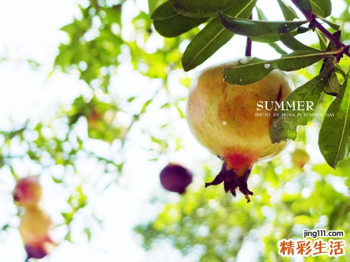 2 金钱橘饼