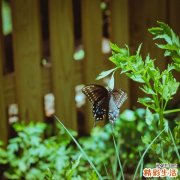 6 水仙根