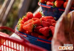 草莓是几月份的水果 什么时候吃草莓最好