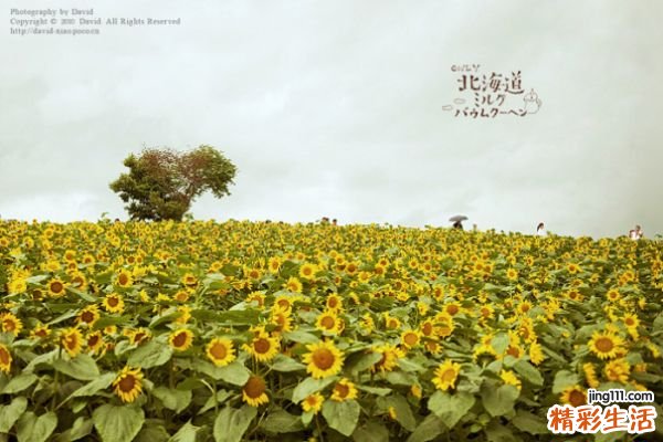 早搏用什么药好