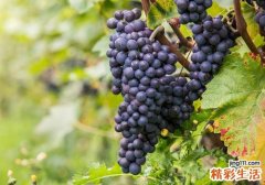 葡萄有籽好还是无籽好 无籽葡萄和有籽葡萄的区别