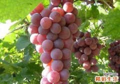 吃葡萄会不会拉肚子 吃葡萄拉肚子是什么原因