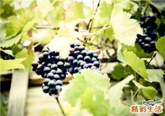 葡萄是低糖水果吗 低糖水果有哪些