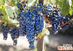 葡萄是什么季节的水果 吃葡萄要注意什么