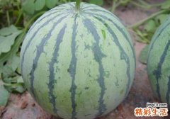 西瓜和什么一起吃最好 选西瓜怎么选