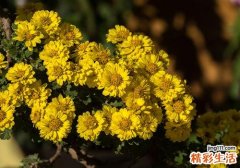 秋分吃什么民俗
