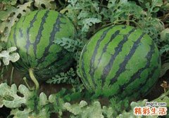 西瓜什么人不可以吃 西瓜什么人不能吃