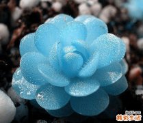 2 山蒿
