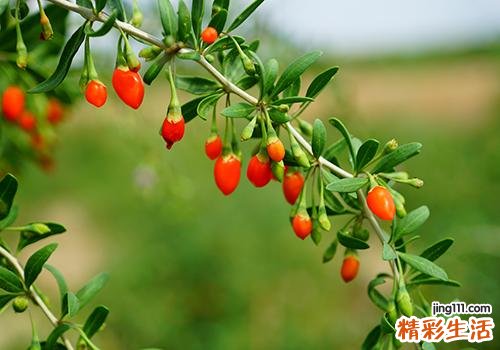 银耳枸杞可以一起煮吗 枸杞每天吃多少对身体最好