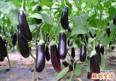 茄子和什么搭配最好 茄子有什么营养
