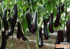茄子含有什么营养成分 吃茄子有什么作用
