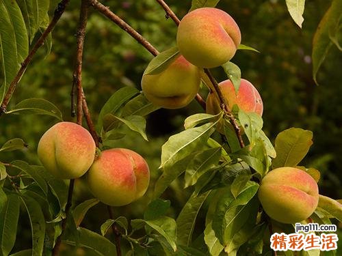 黄桃是酸性还是碱性的 黄桃是发物吗