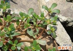 马齿苋回奶吗 吃马齿苋回奶怎么办