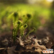 寄生虫感染的症状