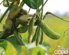 毛豆的营养价值