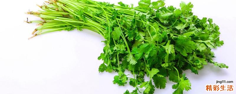 香菜可以炒鸡蛋吗 香菜炒鸡蛋怎样做好吃