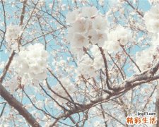 牛鼻栓