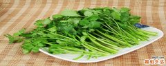 香菜是发物吗 香菜什么人群不能吃