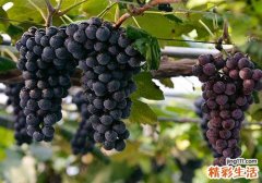 葡萄有什么营养成分 葡萄有什么功效和作用