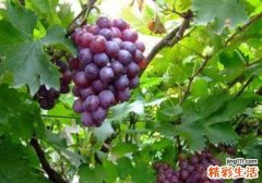 葡萄和什么一起吃最好 葡萄怎么选
