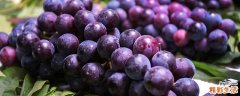 葡萄不能和什么一起吃 减肥期间能吃葡萄吗