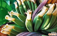 香蕉花有什么营养价值 香蕉花应该怎么吃