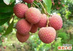 荔枝有什么营养元素 吃荔枝有什么保健功效