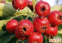 山楂有什么营养成分 吃山楂有什么保健功效