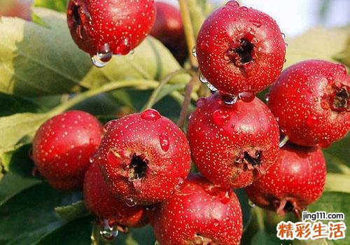 山楂有什么营养成分 吃山楂有什么保健功效