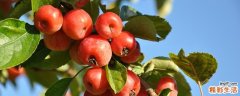 山楂什么时候上市 山楂不能什么一起吃