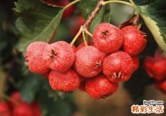 山楂不能与什么同食 山楂和什么一起搭配好