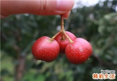 吃山楂有什么功效 经常吃山楂的好处