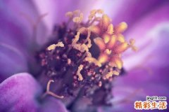 祖师麻关节止痛膏的功效