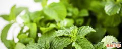 薄荷和山楂能一起泡吗 山楂和什么一起泡能减肥