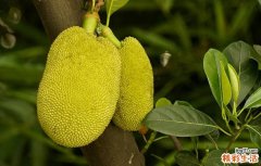 木菠萝怎么开 木菠萝怎么吃好吃