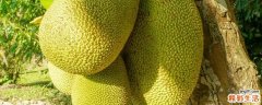 哪里的菠萝蜜最好吃 菠萝蜜几月份最好吃