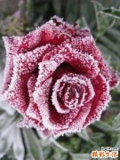 刮痧板什么材质的好